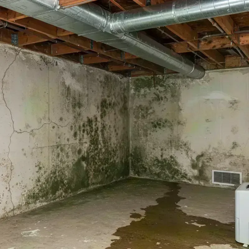 Professional Mold Removal in Breckenridge Hills, MO